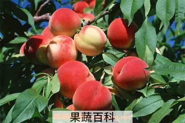 桃子的功效