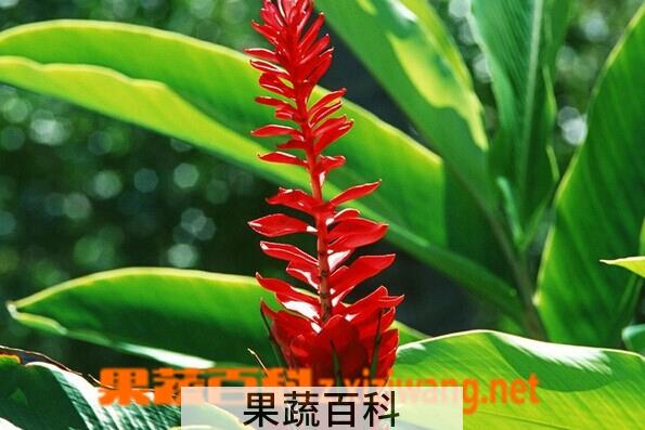 果蔬百科红姜花