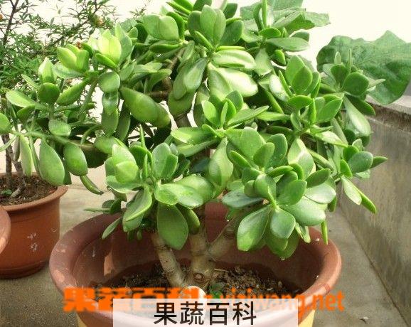 果蔬百科燕子掌