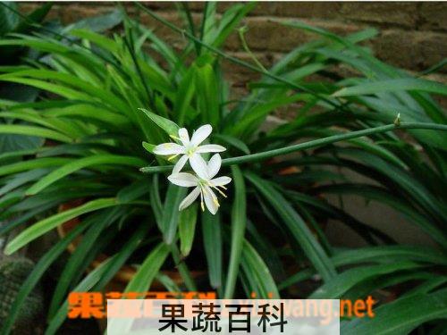 果蔬百科西南吊兰
