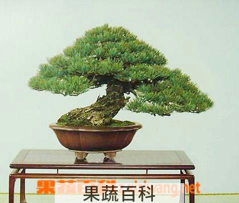 果蔬百科五针松