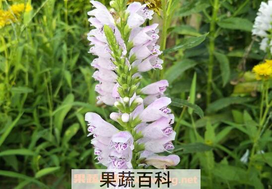 白芝麻花的功效与作用