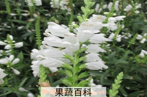 白芝麻花的功效与作用