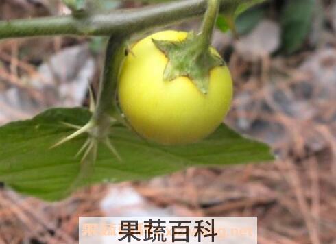 黄果茄有毒吗 黄果茄的药用价值
