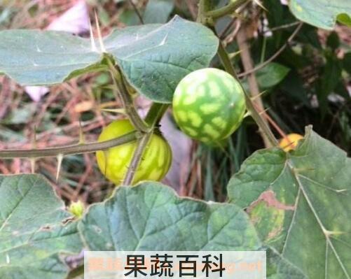 黄果茄有毒吗 黄果茄的药用价值