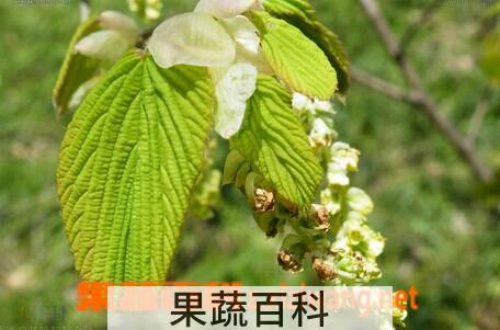 果蔬百科 蜡瓣花