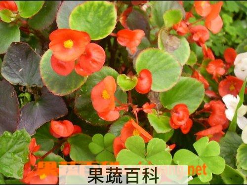 果蔬百科西府海棠