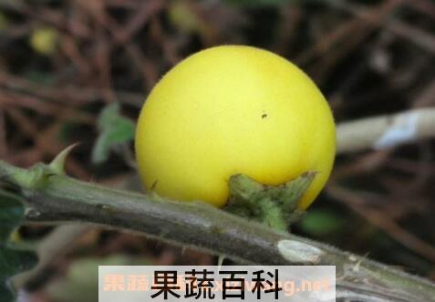黄果茄怎么吃 黄果茄可以生吃吗