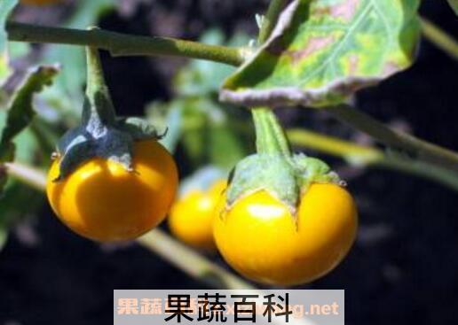 黄果茄怎么吃 黄果茄可以生吃吗