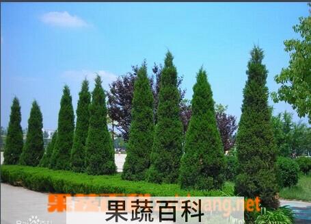 果蔬百科 柳条杜鹃