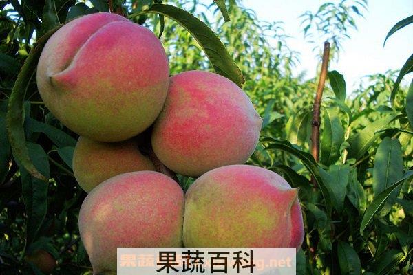 桃子的坏处