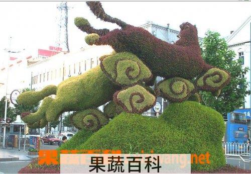 果蔬百科五色苋