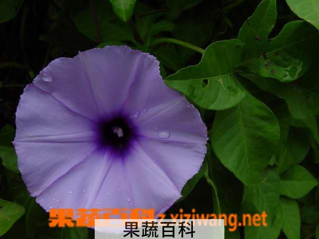 果蔬百科旋花的功效与作用