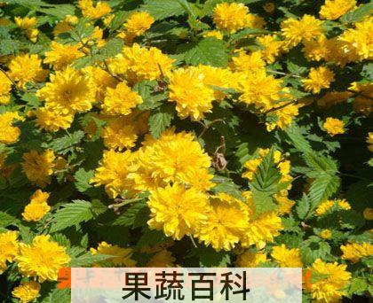 果蔬百科棣棠花