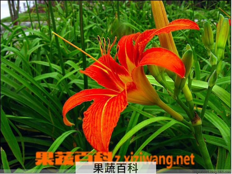 果蔬百科萱草的功效与作用