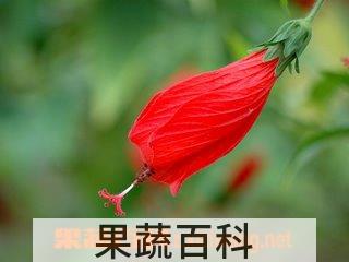 果蔬百科悬铃花的功效与作用