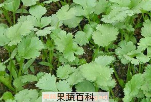 香菜怎么种植 香菜的种植方法和时间