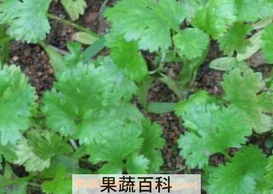 香菜怎么种植 香菜的种植方法和时间