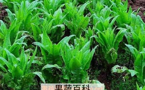 莴笋怎么种植 莴笋的种植时间和方法