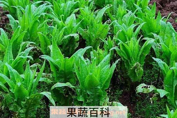 莴笋怎么种植 莴笋的种植时间和方法