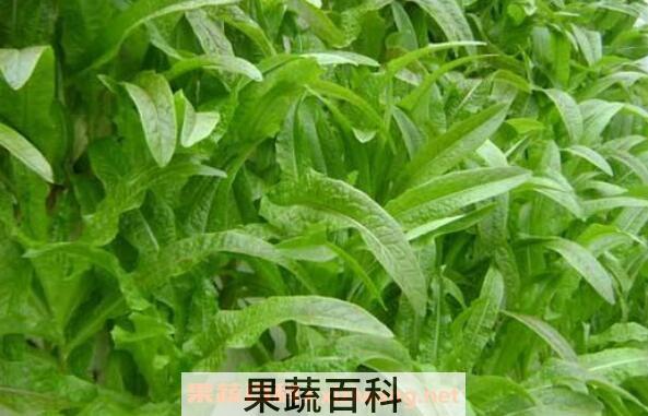 莴笋怎么种植 莴笋的种植时间和方法