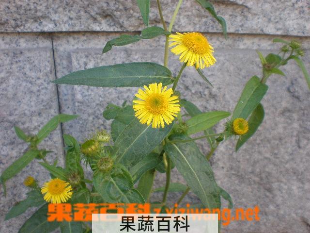 果蔬百科旋覆花的功效与作用