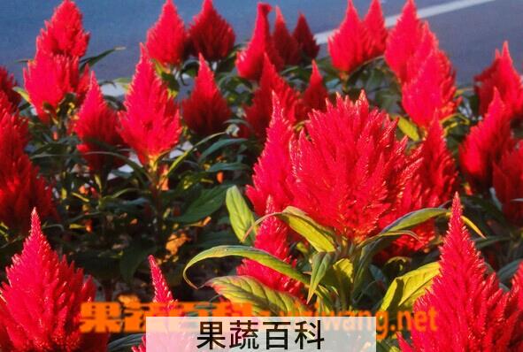 果蔬百科火炬花