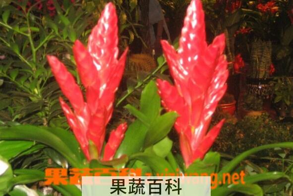 果蔬百科火剑凤梨