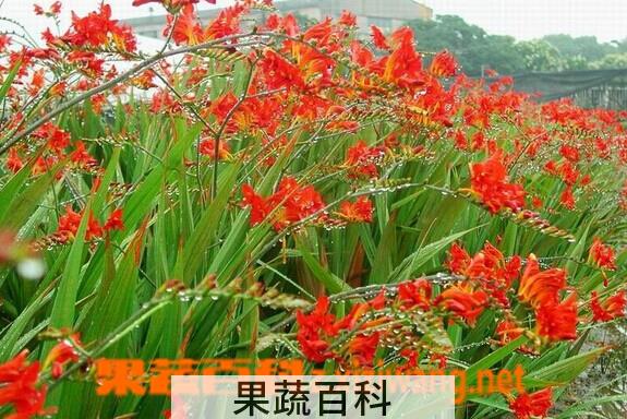 果蔬百科火星花
