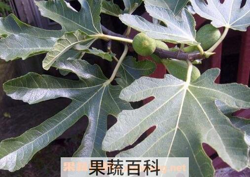 无花果叶的功效与作用及食用方法
