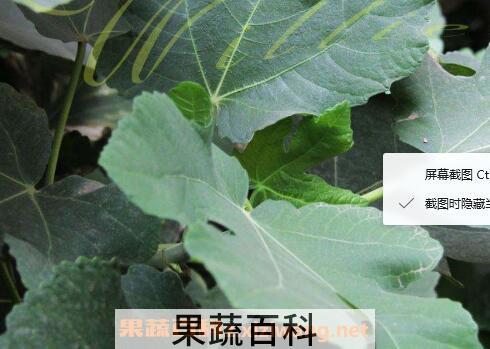 无花果叶的功效与作用及食用方法