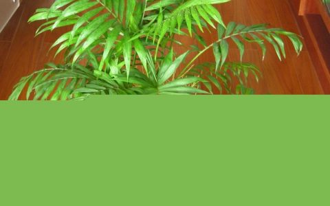 袖珍椰子的功效与作用及禁忌 袖珍椰子的功效与作用图片