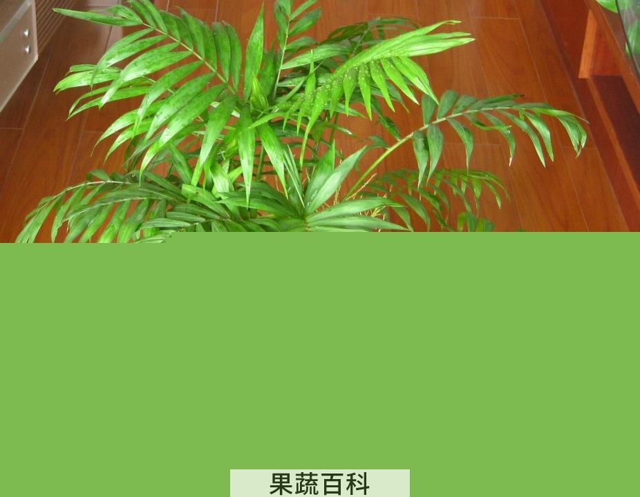 果蔬百科袖珍椰子的功效与作用
