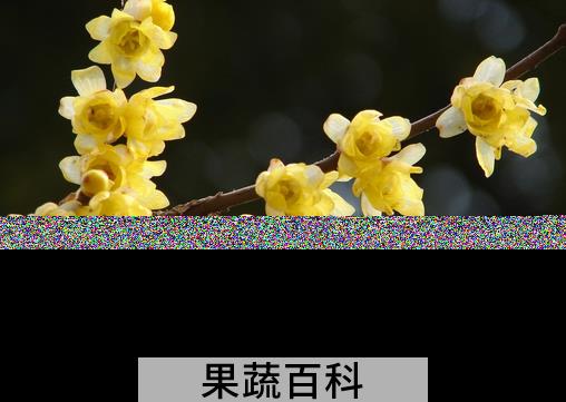 果蔬百科梅花