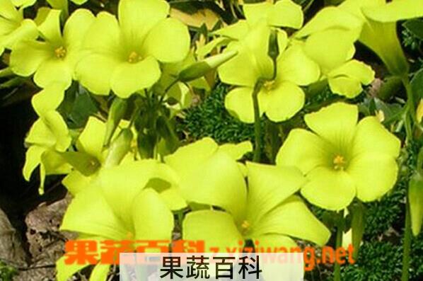 果蔬百科黄花酢酱草