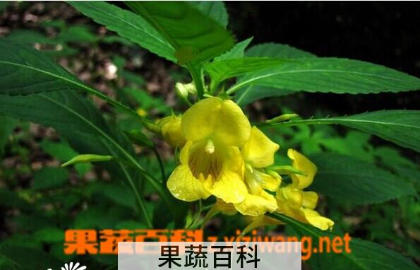 果蔬百科黄花凤仙花