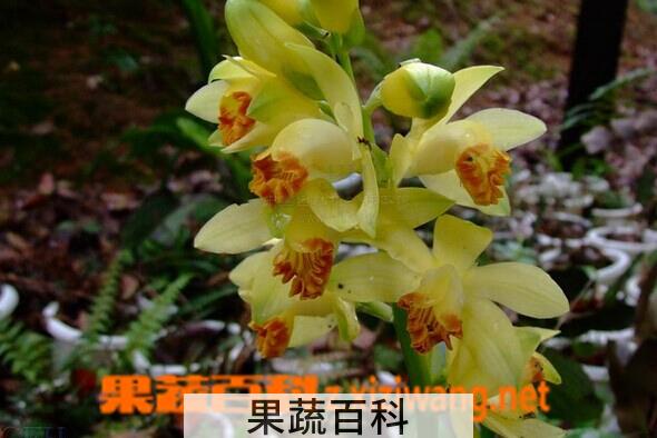 果蔬百科黄花鹤顶兰
