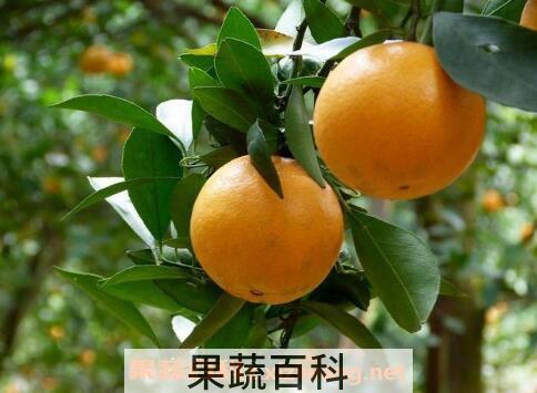 贡柑的功效与作用 贡柑上火吗