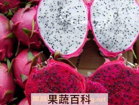 火龙果的功效与作用及药用价值