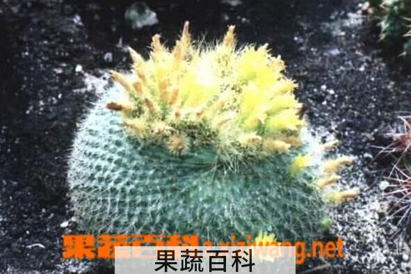 果蔬百科黄雪光