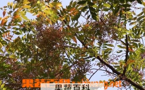 黄连木的功效与作用禁忌及食用方法 黄连木的功效与作用图片