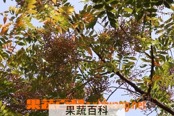 果蔬百科黄连木