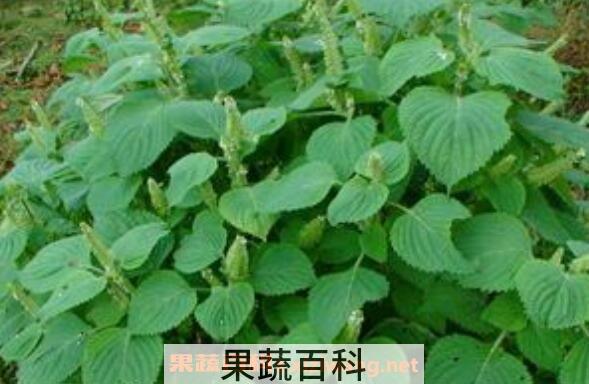 芝麻叶怎么晒干 晒干芝麻叶有什么好处