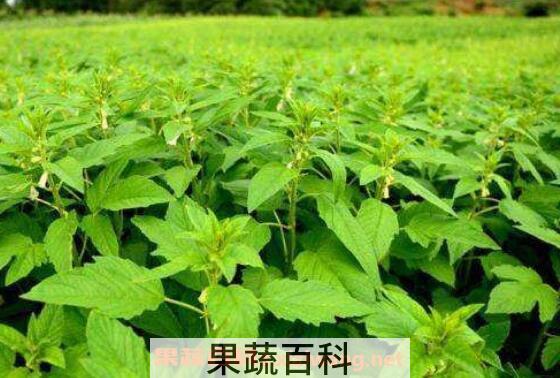 芝麻叶怎么晒干 晒干芝麻叶有什么好处