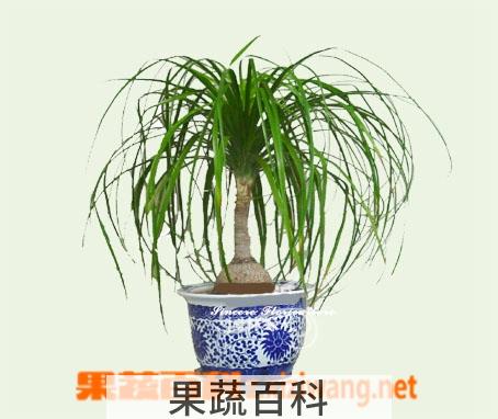果蔬百科酒瓶兰