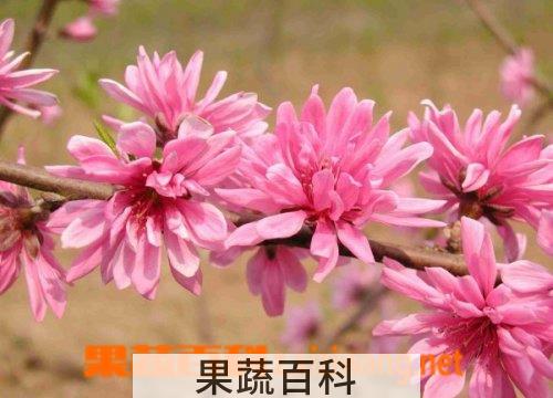 果蔬百科菊花桃