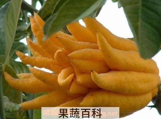 佛手柑的功效与作用 佛手柑怎么养