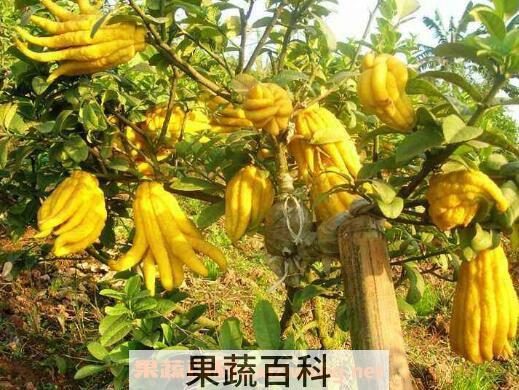 佛手柑的功效与作用 佛手柑怎么养