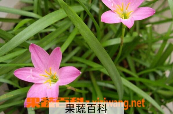 果蔬百科黄韭兰
