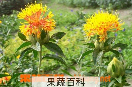 果蔬百科金红花